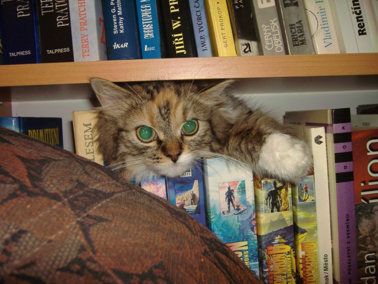 Kočka mezi knihami